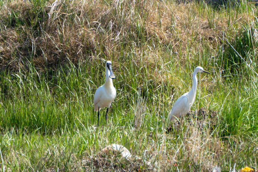 4월, 신도 및 시도 탐조_35.jpg