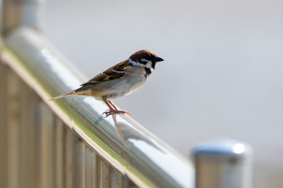 4월, 신도 및 시도 탐조_38.jpg