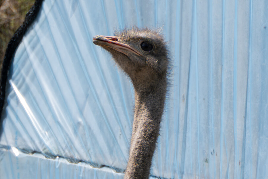 4월, 신도 및 시도 탐조_42.jpg