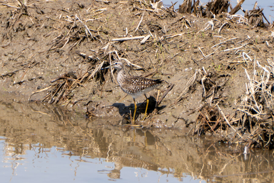 4월, 신도 및 시도 탐조_46.jpg