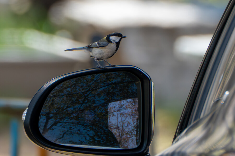 4월, 신도 및 시도 탐조_49.jpg