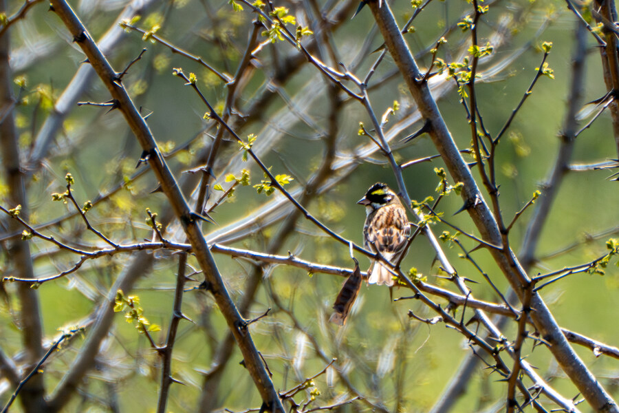 4월, 신도 및 시도 탐조_50.jpg