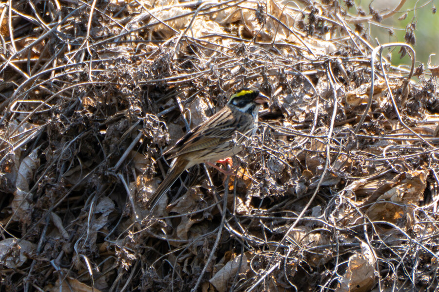 4월, 신도 및 시도 탐조_52.jpg