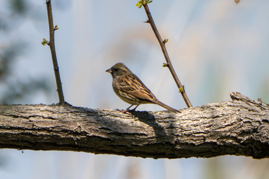 4월, 신도 및 시도 탐조_56.jpg