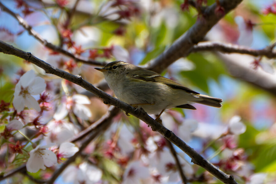 4월, 신도 및 시도 탐조_57.jpg