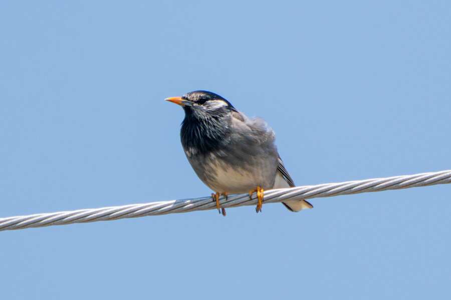 4월, 신도 및 시도 탐조_60.jpg