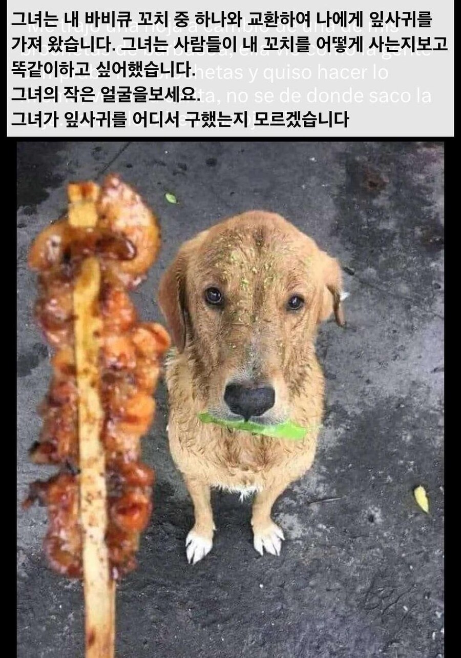 닭꼬치가 먹고 싶었던 댕댕이_1.jpg