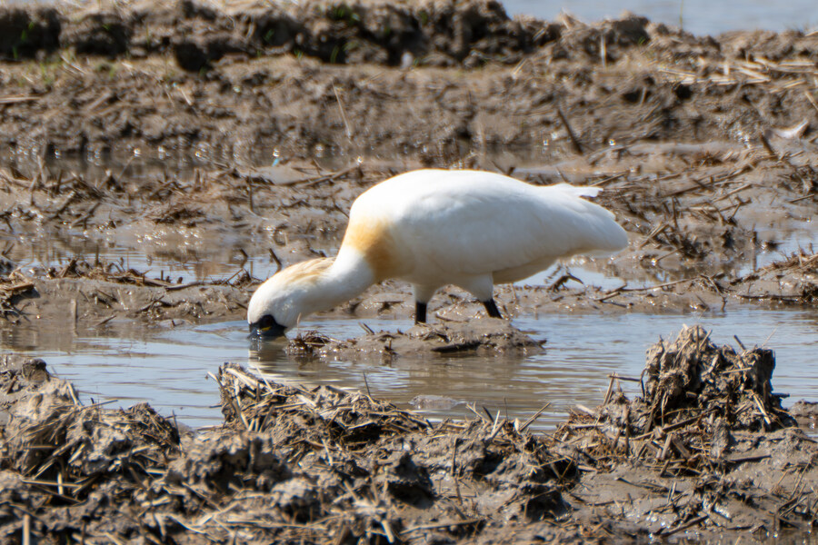 4월, 신도 및 시도 탐조_73.jpg
