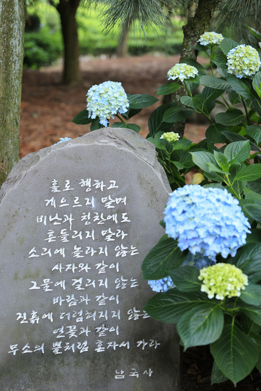 남국사 수국_3.jpg