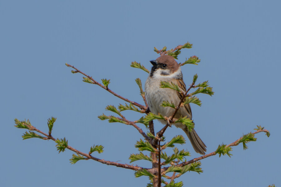 4월, 신도 및 시도 탐조_80.jpg