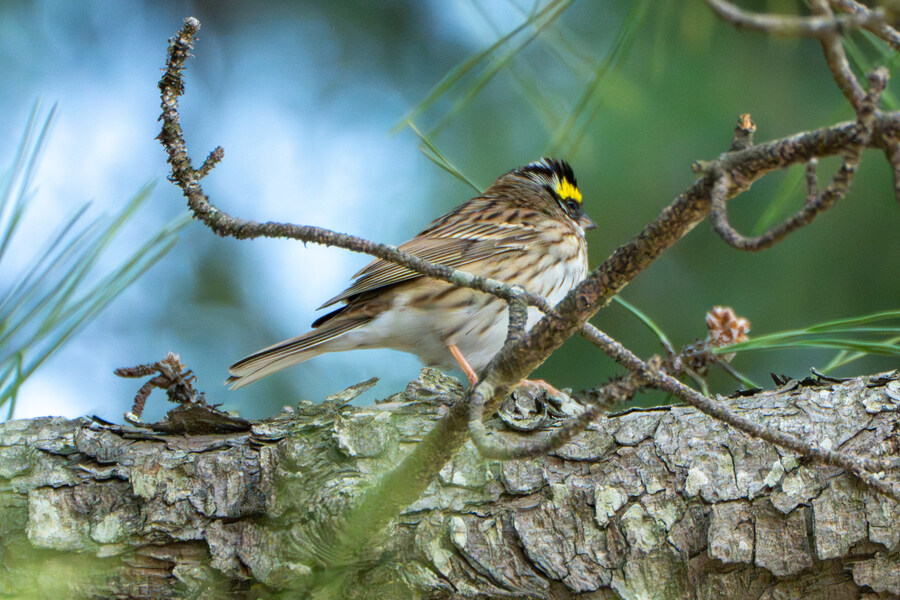 4월, 신도 및 시도 탐조_86.jpg