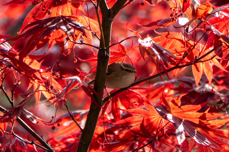 4월, 신도 및 시도 탐조_91.jpg