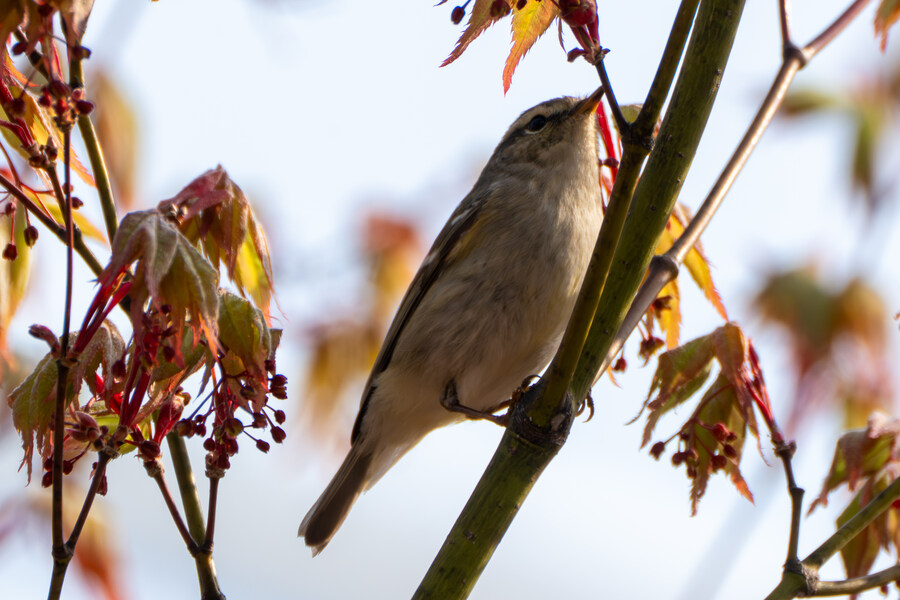 4월, 신도 및 시도 탐조_94.jpg