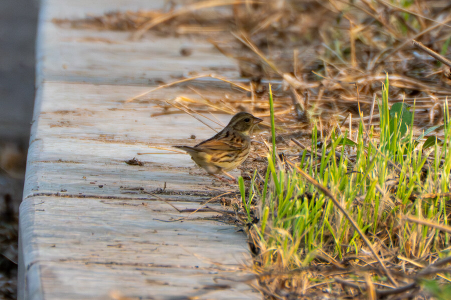 4월, 신도 및 시도 탐조_101.jpg