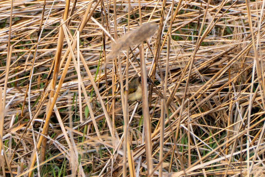 4월, 신도 및 시도 탐조_102.jpg