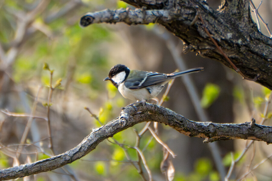 4월, 신도 및 시도 탐조_104.jpg