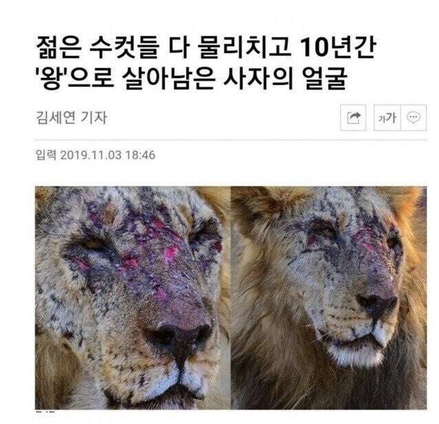 젊은 수컷들 다 물리치고 10년간 '무파마'로 살아남은 사자의 얼굴.jpg_1.jpg