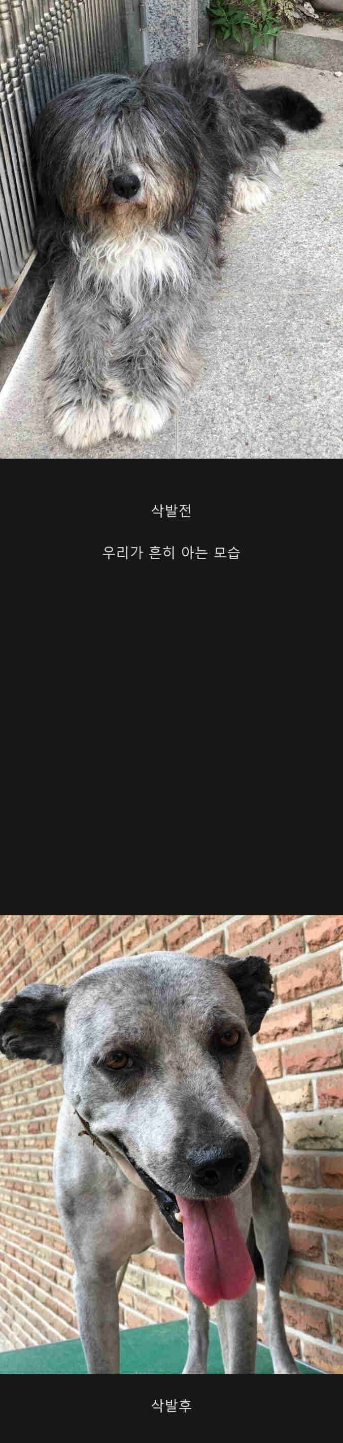 귀신 쫓는 개. 삽살개.jpg_3.jpg