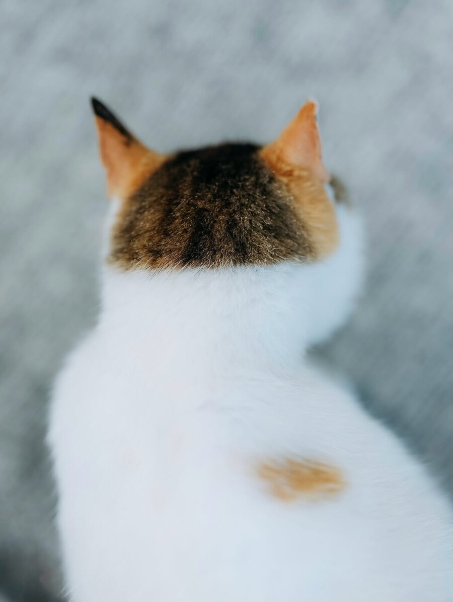 냐옹이 뒷머리컷..._2.jpg