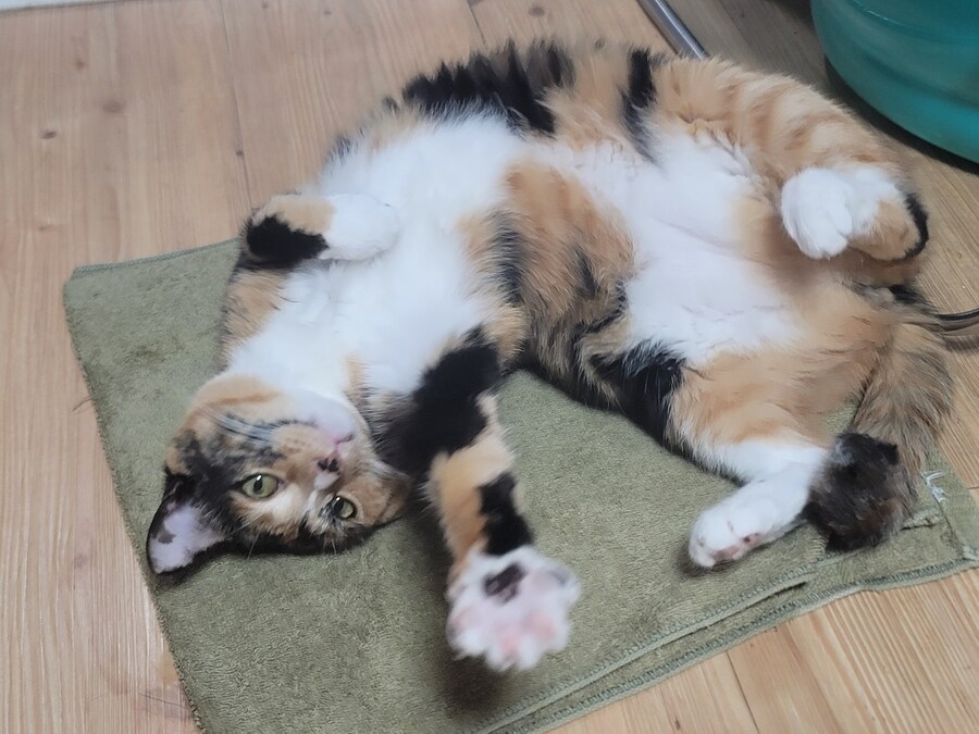 사람이 우울할땐 고양이를 봐야해요 유게이들_2.jpg