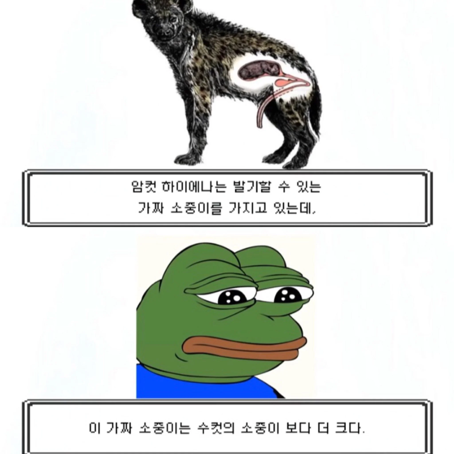 수컷 하이에나의 일상_3.webp