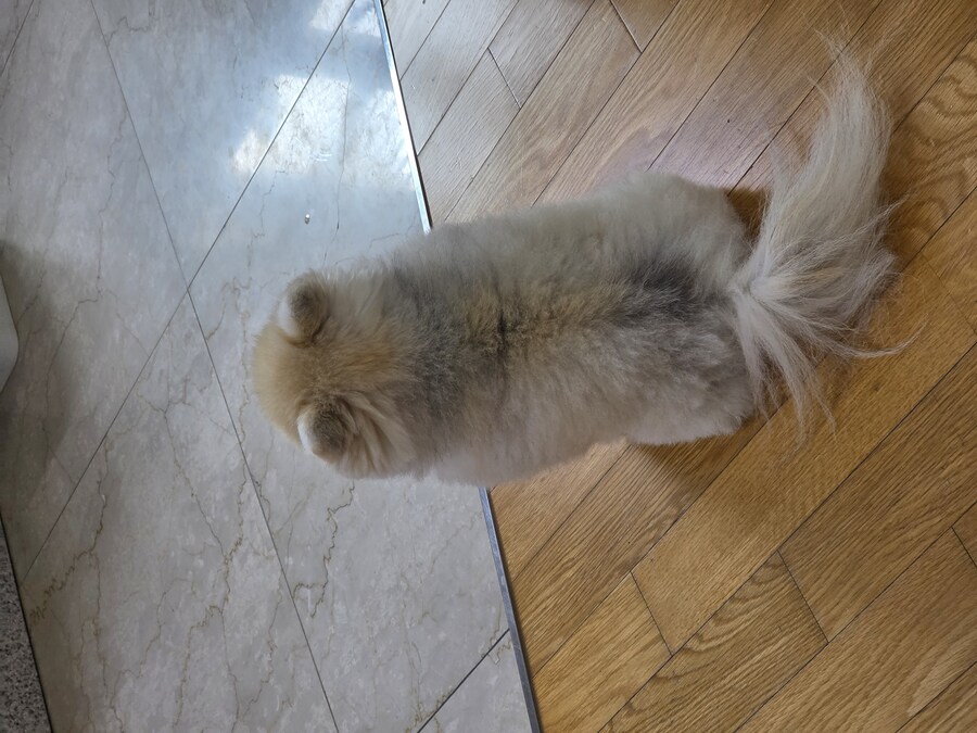 자기전에 우리집 강아지 보고가_8.jpg