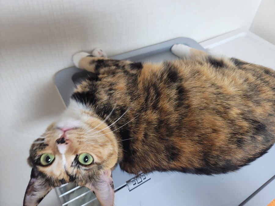 새벽에 마트가서 장본뒤 요리하니 아침이 오네요_9.jpg