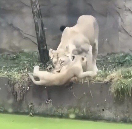 사자는 그러면 죽어요.jpgif_1.jpg
