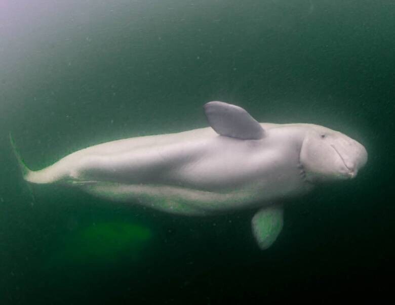 주문안하신 돌고래 모유입니다_1.jpg