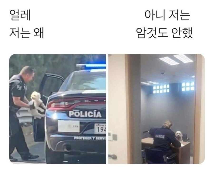 체포당하는 멍멍이_1.jpg