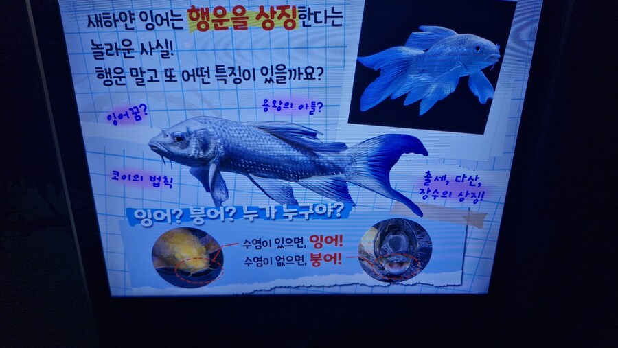 오싹오싹 붕어잉어 구별법_1.jpg