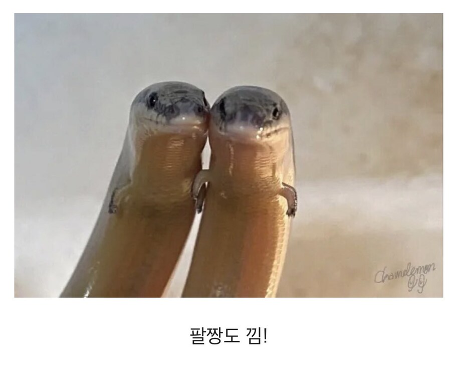팔 있는 뱀_2.jpg