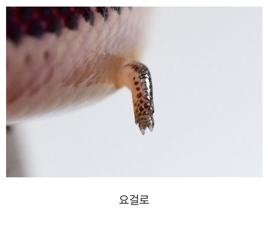 팔 있는 뱀_1.jpg