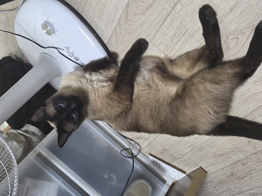 오늘 난 고양이에게 아침밥을 주지 않았다!!!_4.jpg