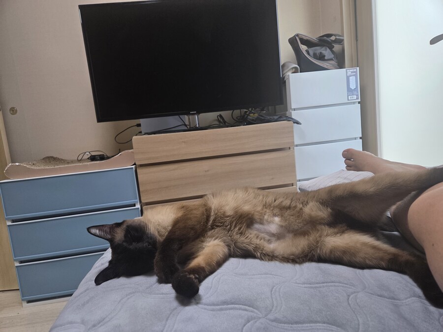 오늘 난 고양이에게 아침밥을 주지 않았다!!!_7.jpg