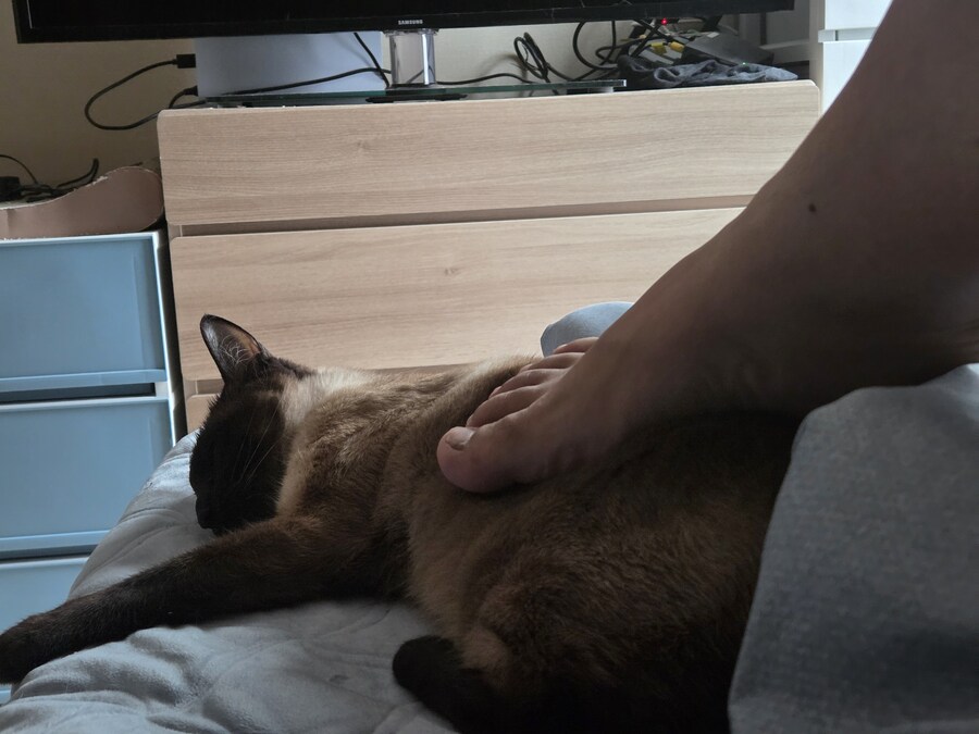 오늘 난 고양이에게 아침밥을 주지 않았다!!!_8.jpg