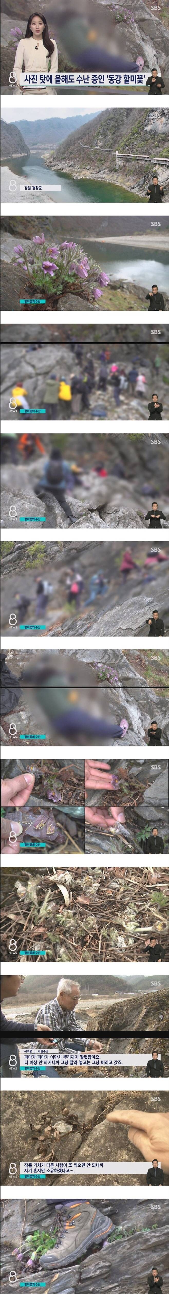 사진작가들이 꽃사진을 찍고 나서 꽃을 밟는 이유.jpg_1.jpg