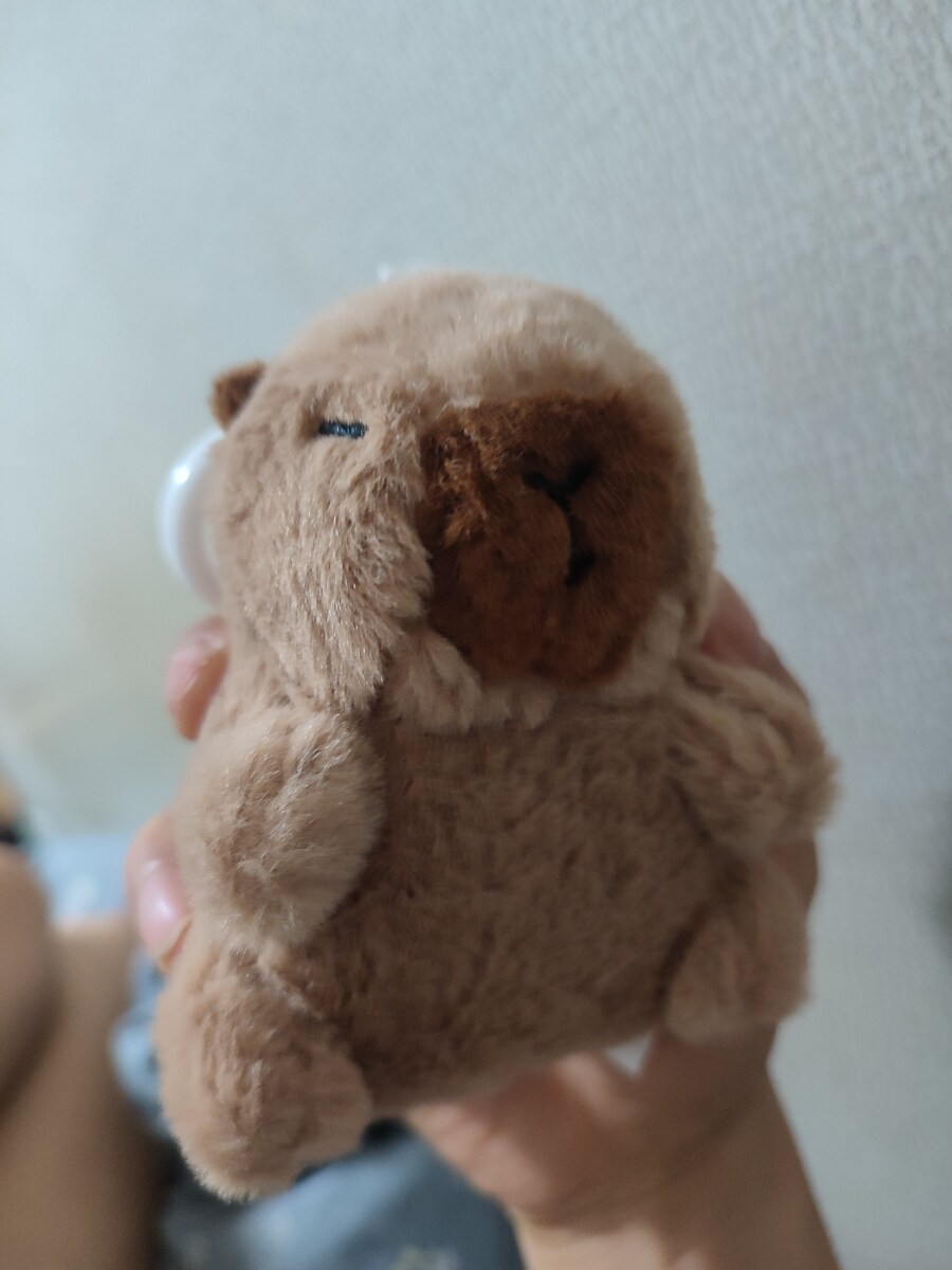 얼마전에 산 다이소 카피바라 인형 귀엽네_3.jpg