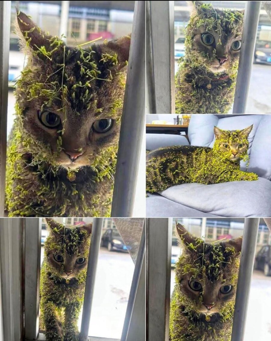 은폐엄폐 훈련 마치고 복귀한 고양이_1.png