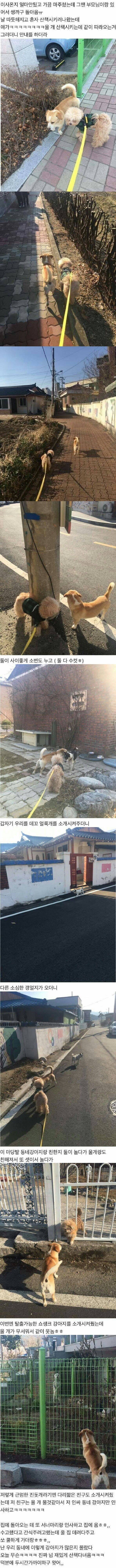 동네를 배회하는 슈퍼인싸 멍뭉이.jpg_1.jpg