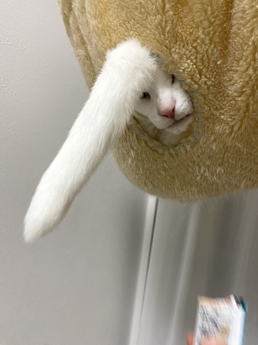 어떤고양이의 일주일.gif_1.jpg