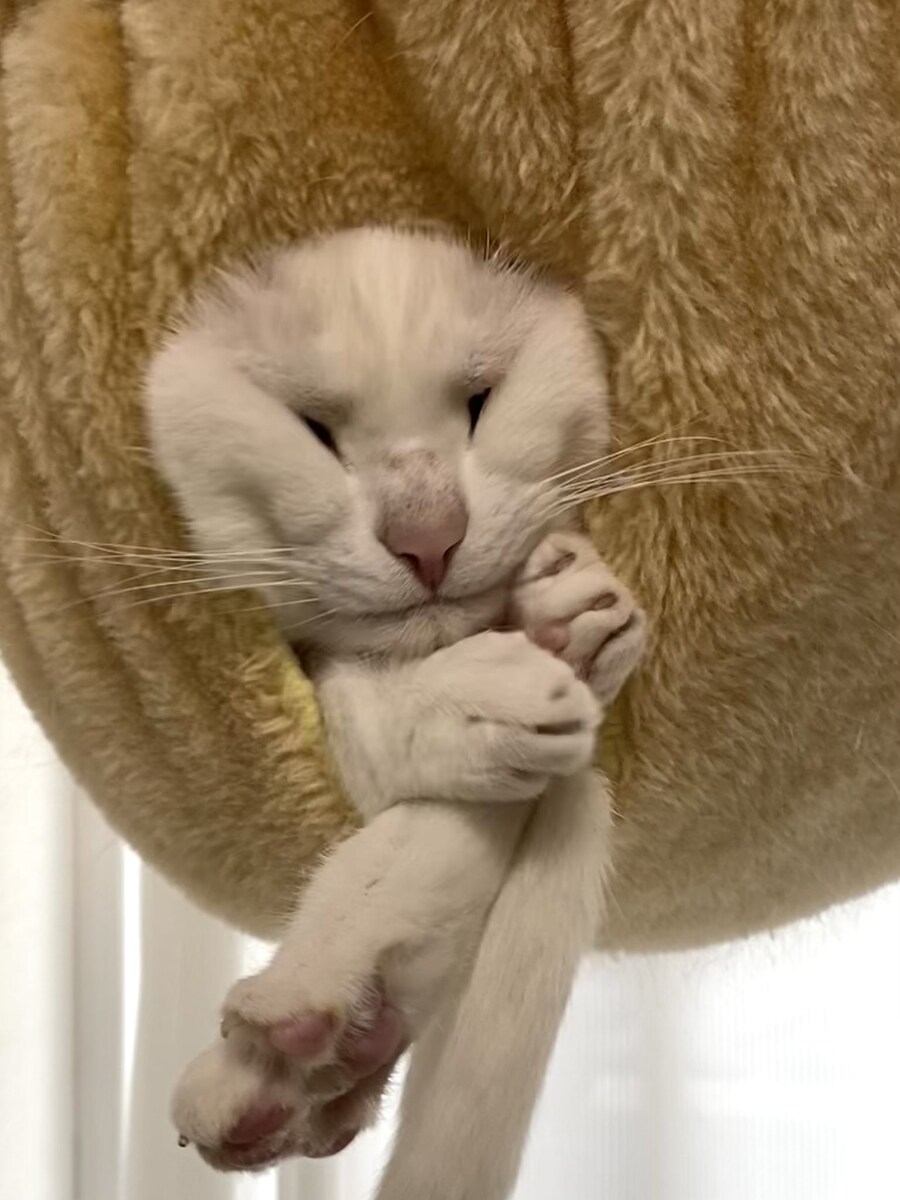 어떤고양이의 일주일.gif_2.jpg
