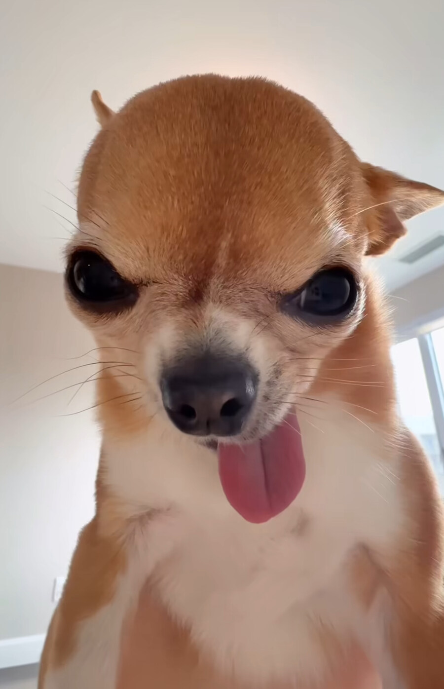 웃는게 이쁜 치와와.jpg_1.jpg