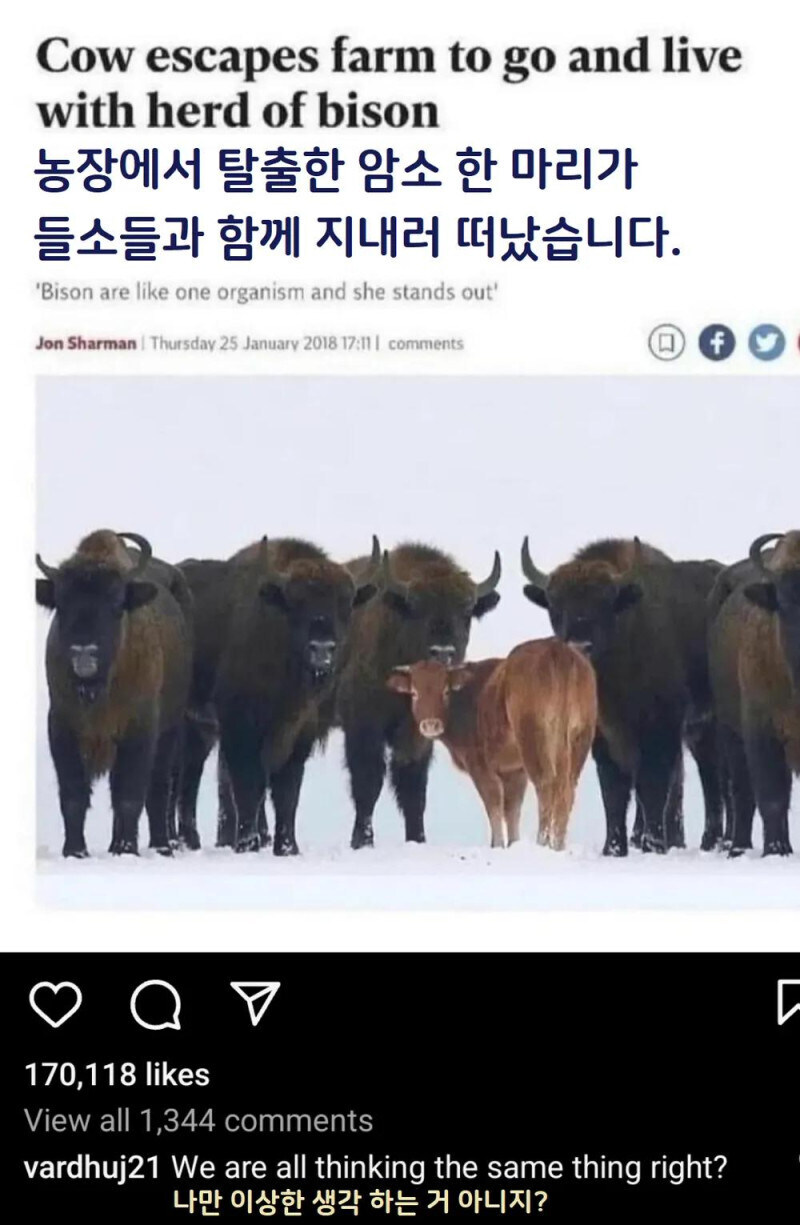 뭔가 야한 암소의 탈출기 갑.jpg_1.jpg