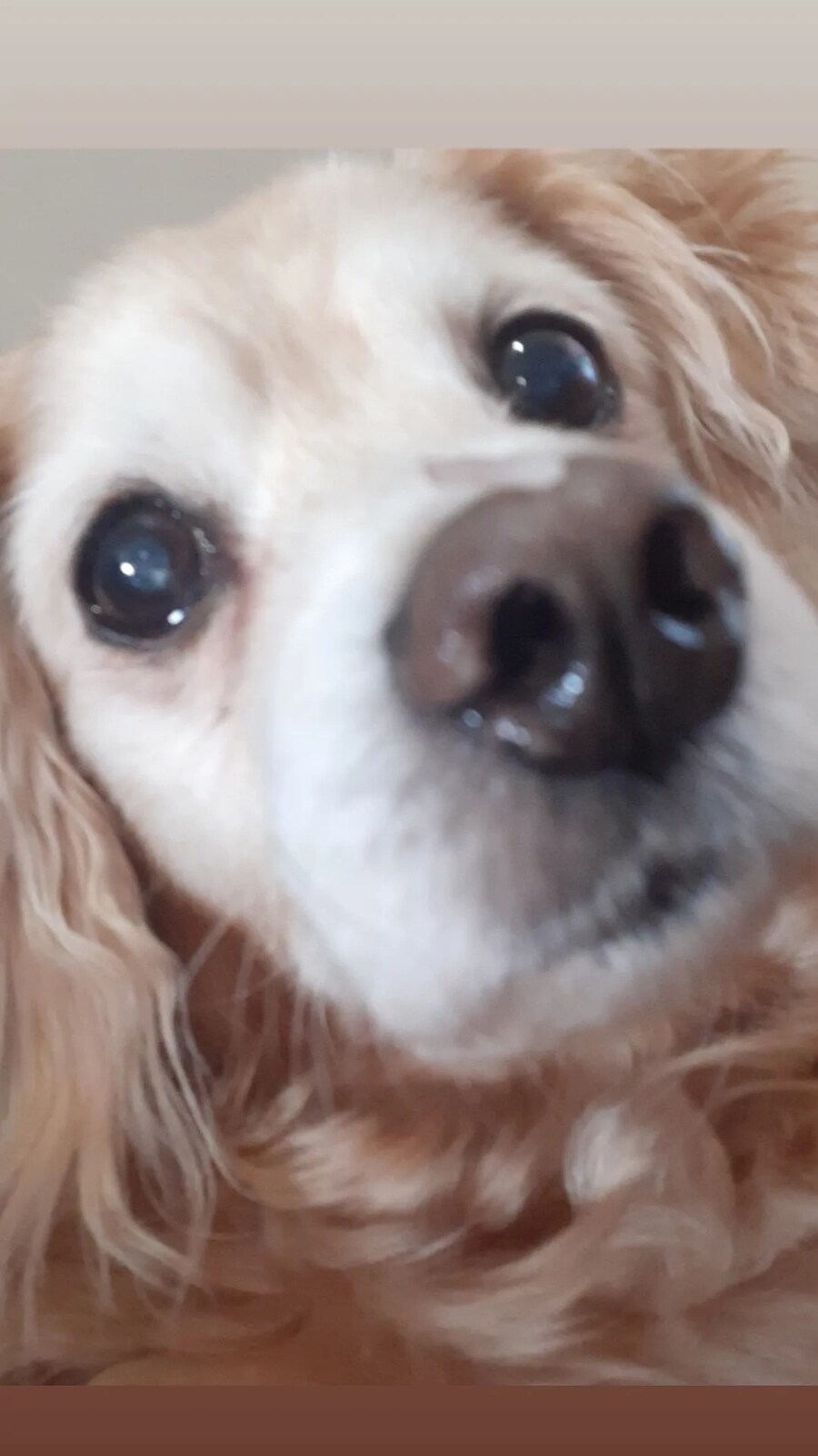예전에 찍은 우리집 댕댕이 사진_1.jpg
