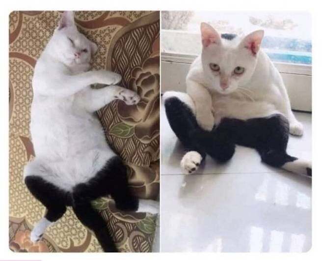 바지 입다가 귀찮아서 그냥 태어난 고양이_1.jpg