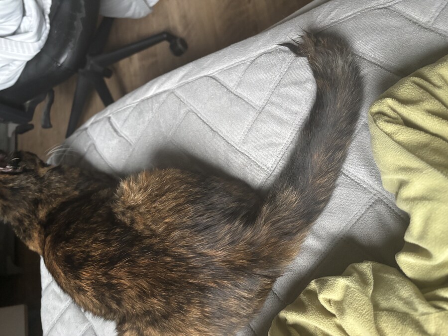 아침꼬리빤고양이_1.jpg