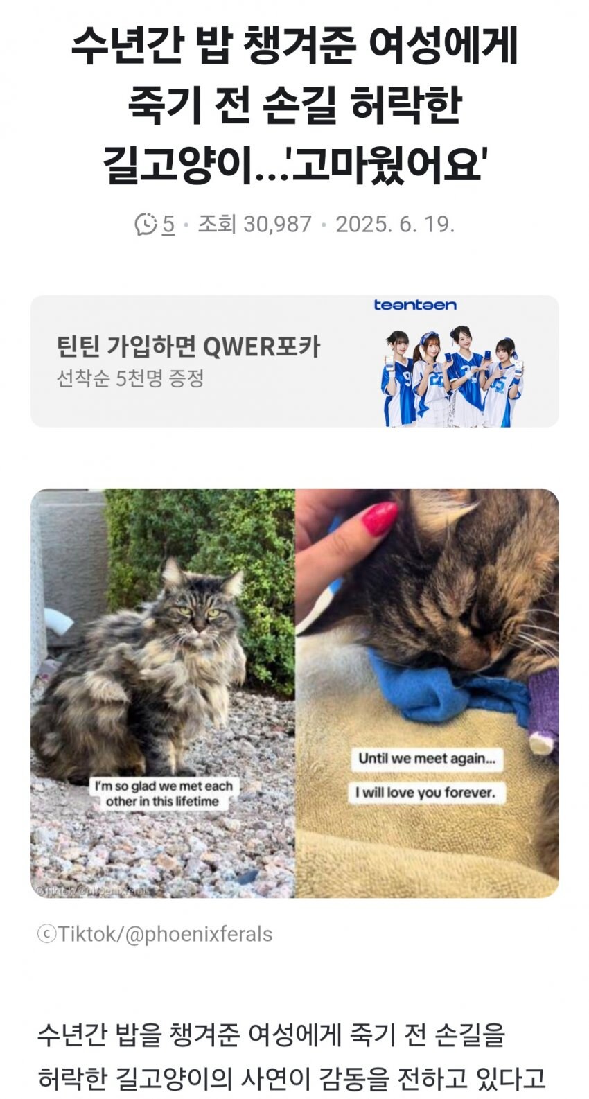 죽기 전 손길 허락한 길고양이.jpg_1.jpg