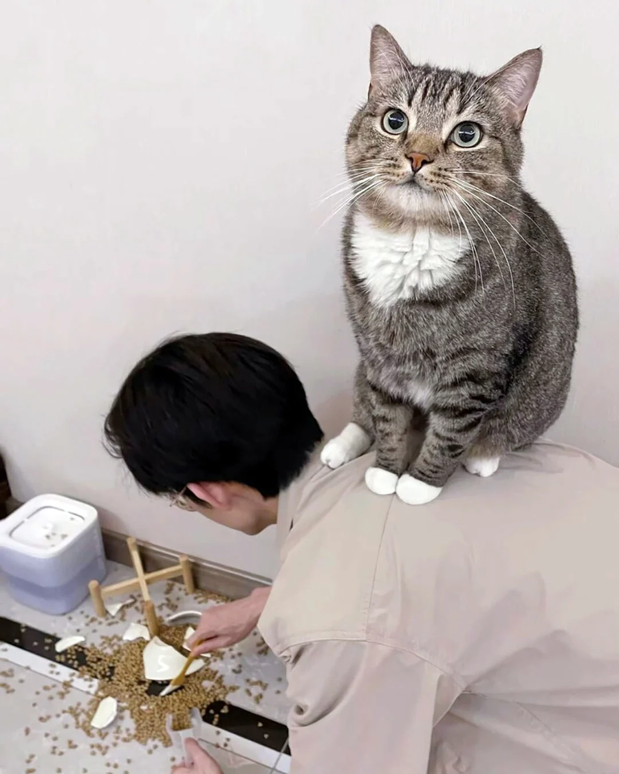 밥그릇 깬 고양이_2.webp