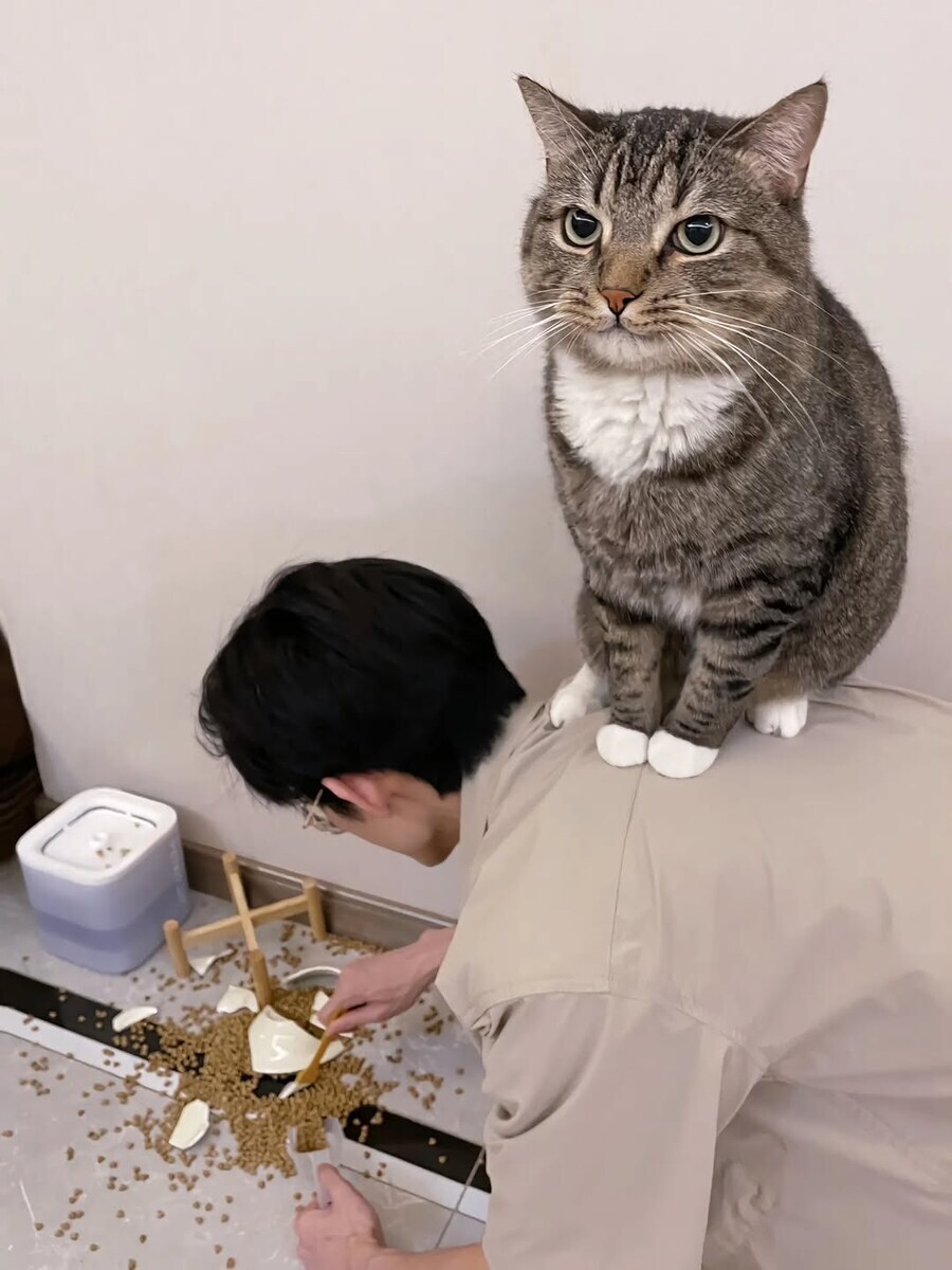 밥그릇 깬 고양이_1.jpg